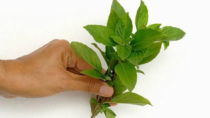 Freshly harvested Thai basil