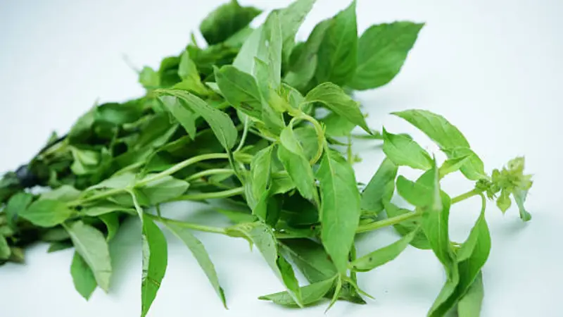 Thai Basil plant with aromatic green leaves