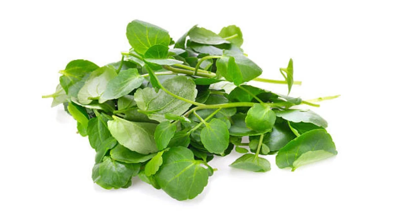 Freshly harvested Watercress leaves