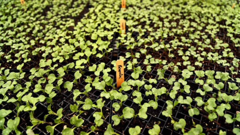 Garden-grown Radish plant with leafy tops