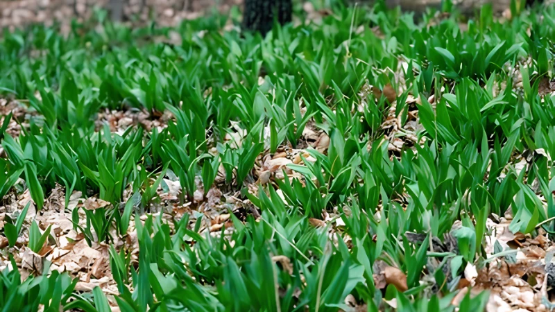 Fresh Ramps harvested with roots intact
