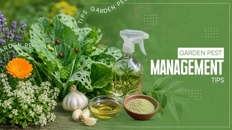 Garden Pest Management Tips