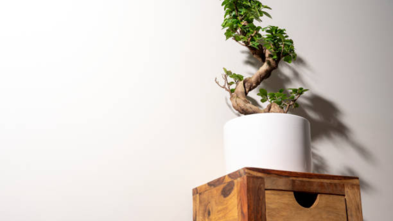 Ginseng Ficus bonsai plant with healthy green leaves
