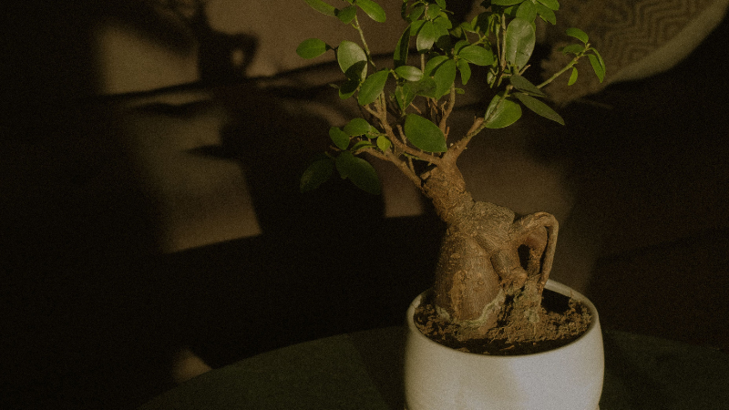 Ginseng Ficus bonsai featuring a thick exposed root trunk