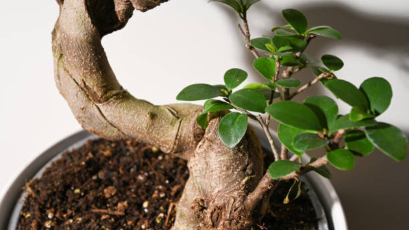 Ginseng Ficus bonsai showing exposed roots and trunk