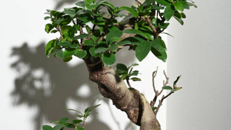 Ginseng Ficus bonsai growing in bright indirect light
