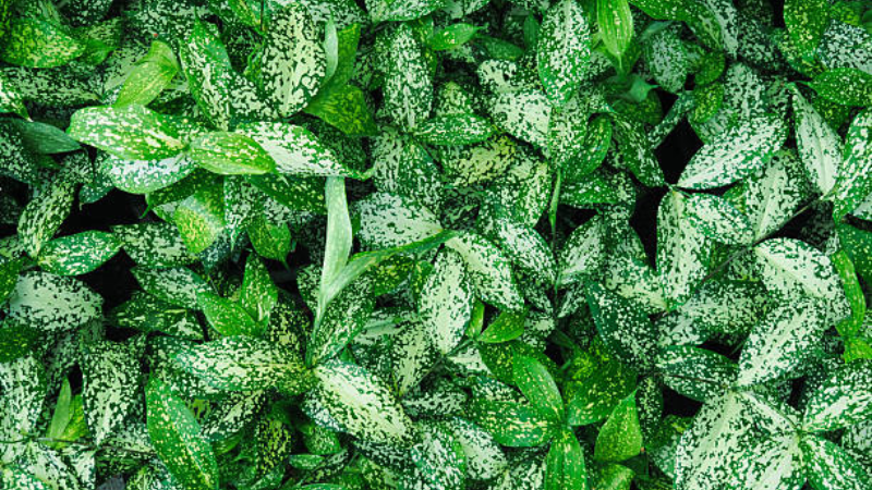 Gold Dust Plant with dense variegated foliage