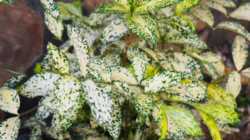 Gold Dust Plant thriving in a shaded garden