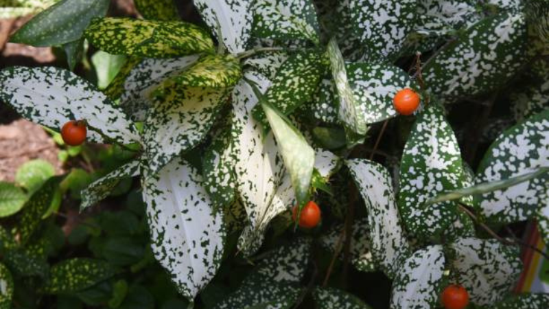 Gold Dust Plant growing among other shrubs