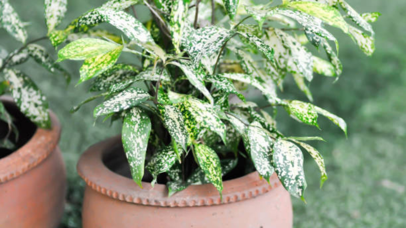 Gold Dust Plant with glossy yellow-speckled leaves
