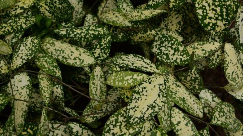 Gold Dust Plant displaying glossy yellow-speckled green leaves