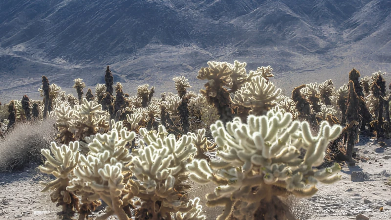 Golden Teddy Bear Cactus