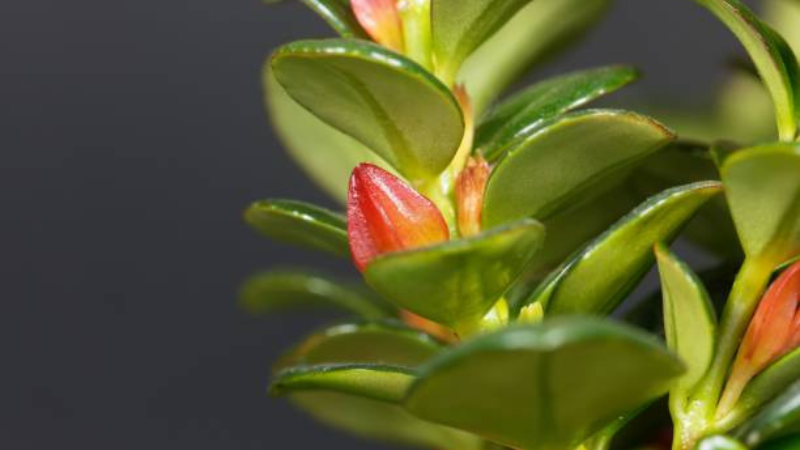 Goldfish Plant growing in a decorative hanging basket