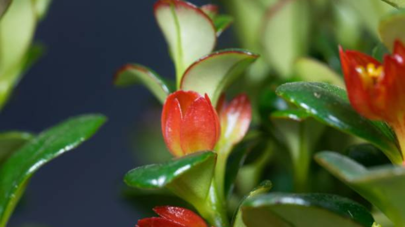 Goldfish Plant blooming in bright indirect sunlight