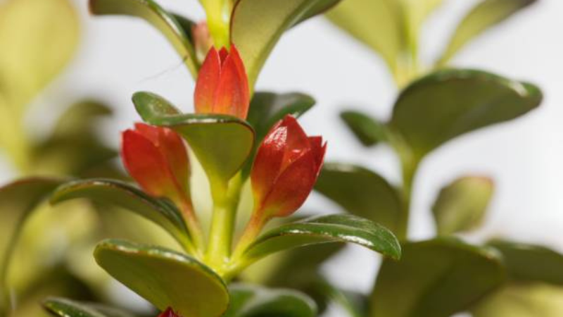 Goldfish Plant with vibrant orange fish-shaped flowers