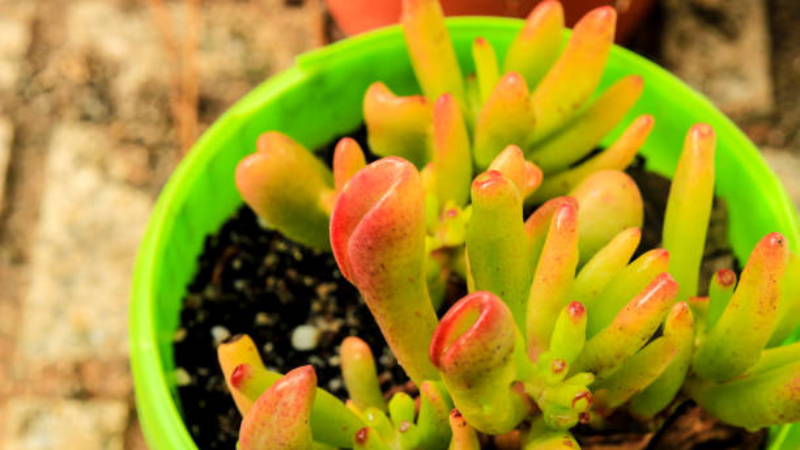 Gollum Jade bonsai-style succulent with thick stems