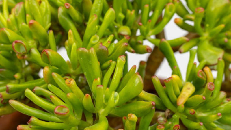 Gollum Jade plant gallery featuring healthy tubular succulent leaves in stunning HD quality