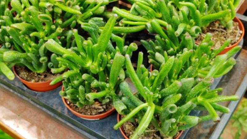 Gollum Jade plant featuring unique tubular succulent leaves