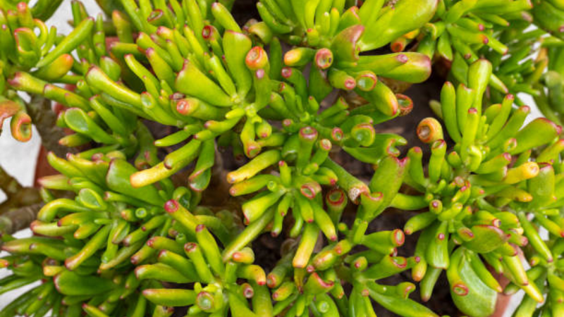 Gollum Jade plant thriving in bright natural light