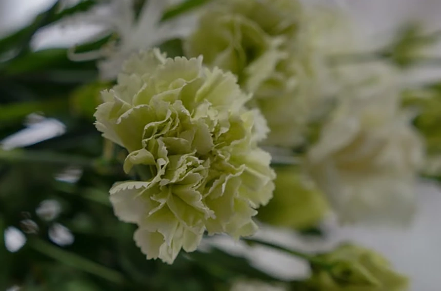 Green Carnation