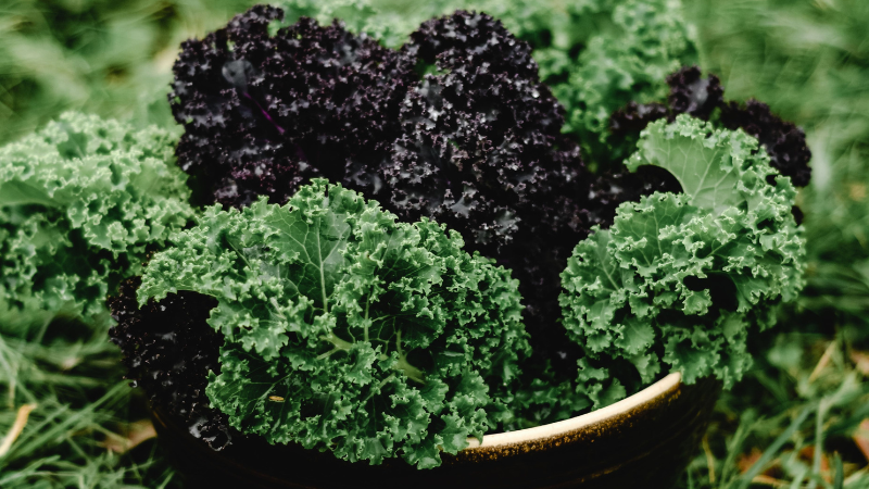 Close-up of healthy green Kale foliage