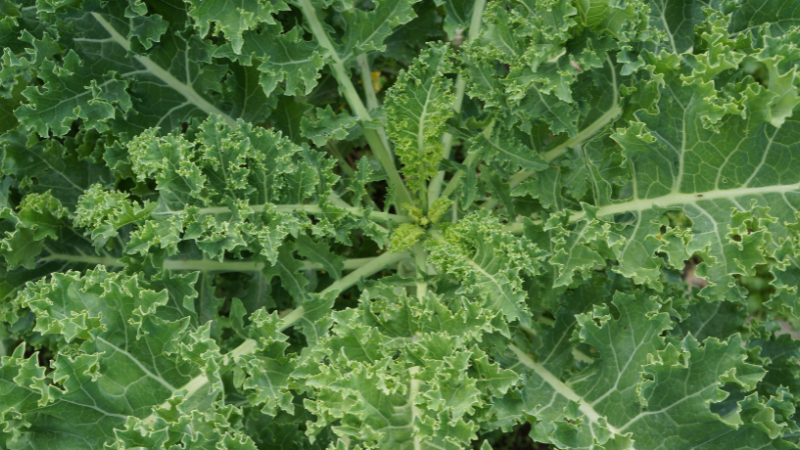 Green Kale plant with dense leafy growth