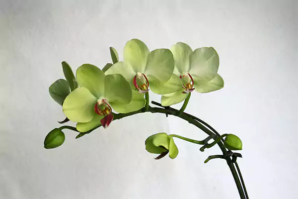 Green Orchids