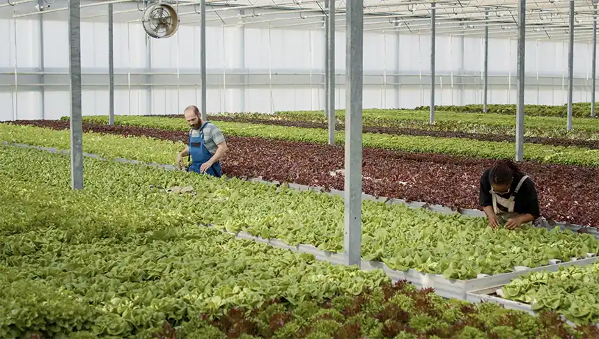 Greenhouse workers harvesting lettuce in a hydroponic growing