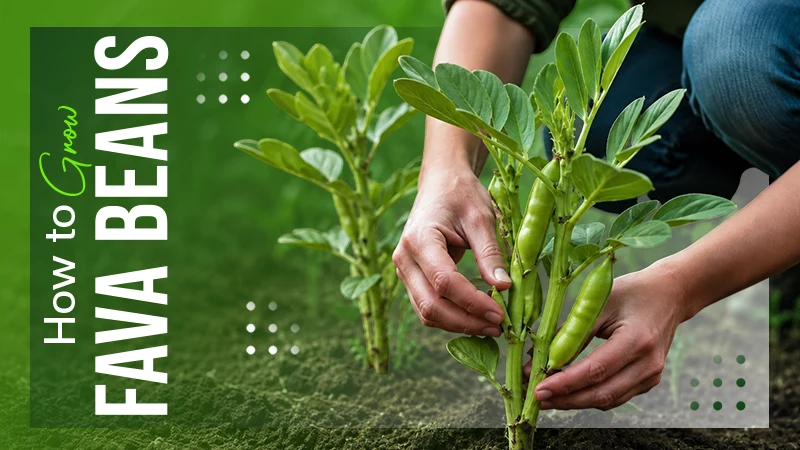 Grow Fava Beans