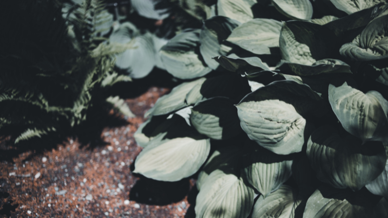 Halcyon Hosta featuring vibrant blue heart-shaped leaves
