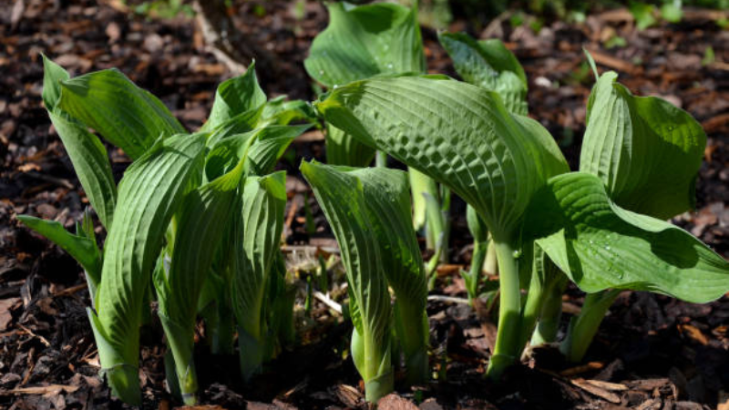 Decorative Halcyon Hosta growing among garden plants