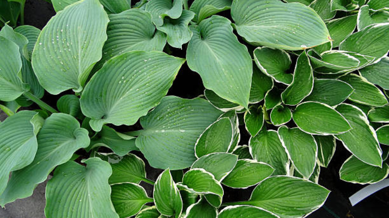 Halcyon Hosta plant adding elegance to a garden