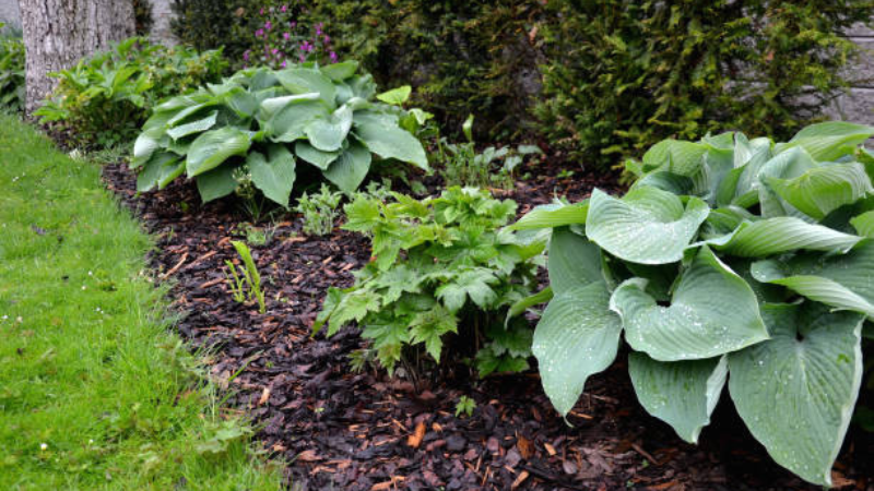 Halcyon Hosta plant thriving in a landscaped garden bed