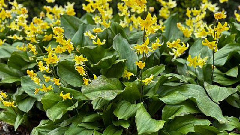 Halcyon Hosta ornamental plant in a shade garden