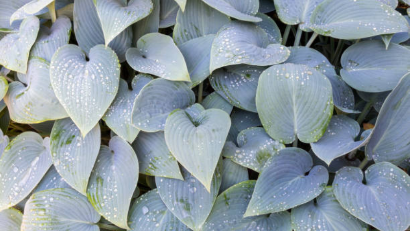 Close-up of Halcyon Hosta blue leaves with rich texture