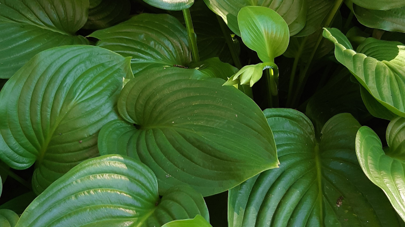 Ornamental Halcyon Hosta plant with lush blue foliage
