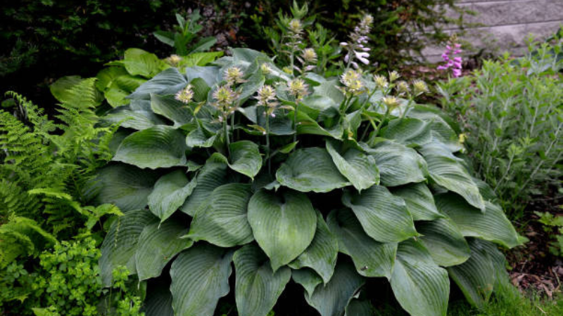 Halcyon Hosta plant with blue-green leaves growing in a shaded garden