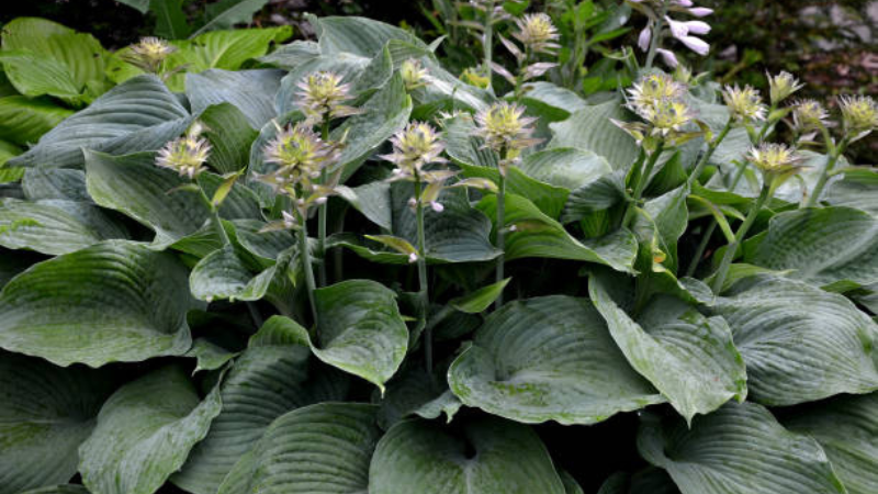 Halcyon Hosta plant flourishing in partial shade