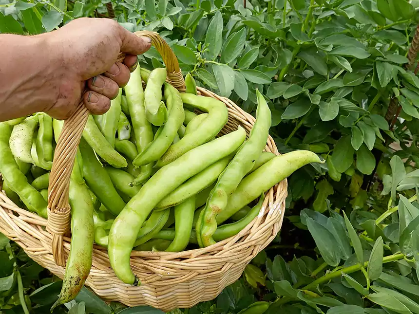 Harvested Fava Beans