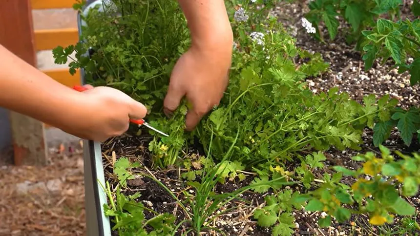 Harvesting plant