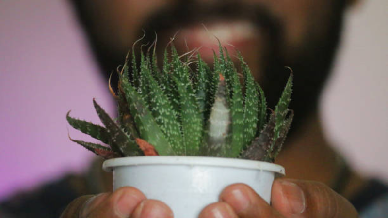 Haworthia succulent with thick green rosette leaves