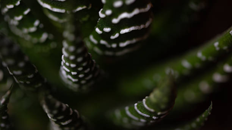 Haworthia succulent detailed leaf texture