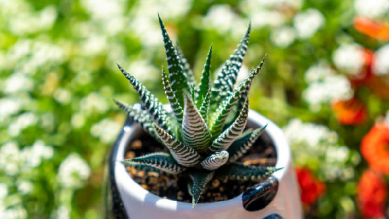 Textured Haworthia succulent leaves