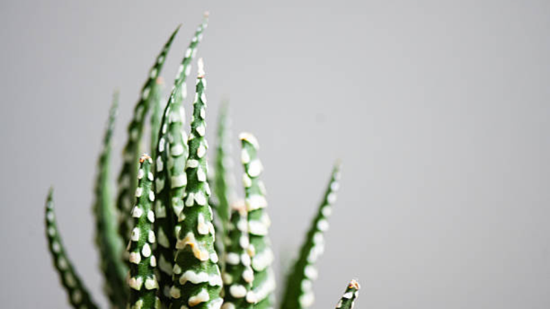 Haworthia plant featuring unique leaf markings