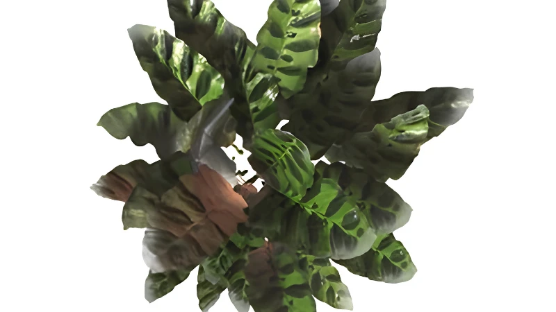 Calathea lancifolia Rattlesnake Plant indoors