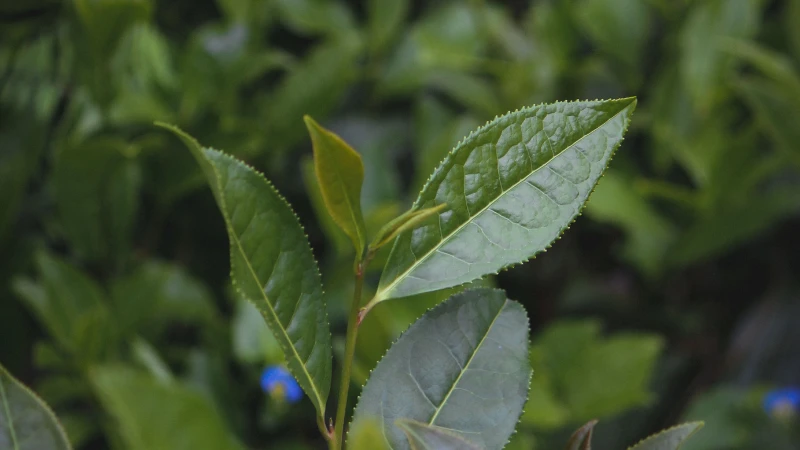 Camellia sinensis Tea Plant with lush foliage