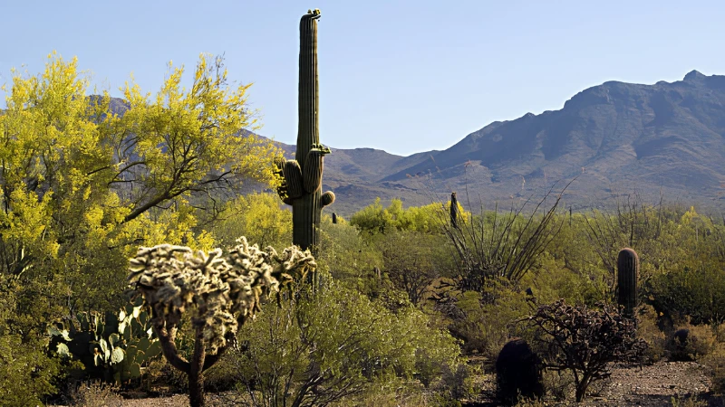 Teddy Bear Cholla Cactus with golden spines