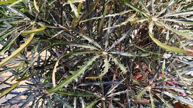 Healthy False Aralia plant with dense foliage