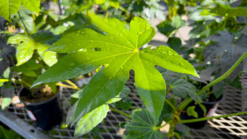 Healthy Fatsia Spider Web Plant