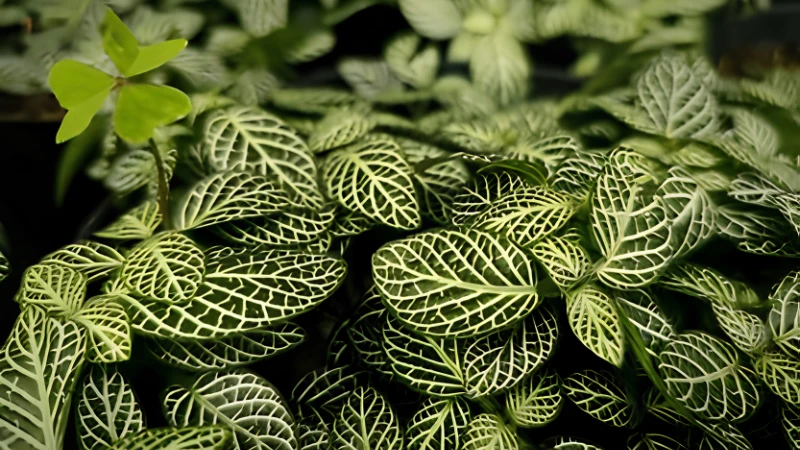 Healthy Fittonia with vibrant leaf veins